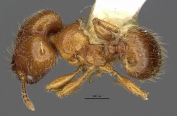 Media type: image;   Entomology 34350 Aspect: habitus dorsal